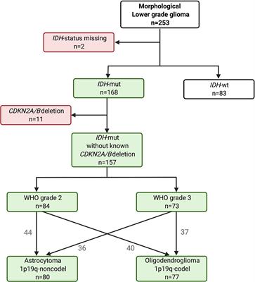 WHO Grade Loses Its Prognostic Value in Molecularly Defined Diffuse Lower-Grade Gliomas